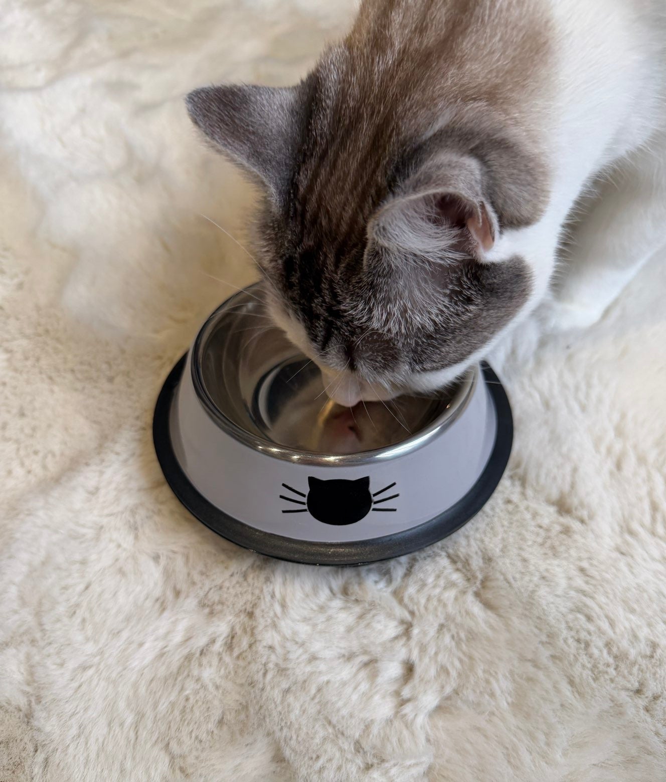 Gamelle acier inoxydable pour chat